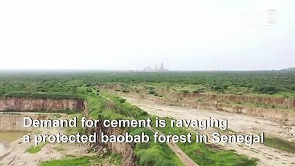 Stunning Senegal baobab forest being swallowed by mining