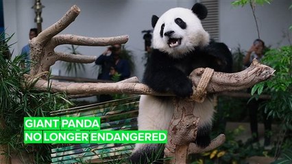 Pandas are lucky they're so f*cking cute