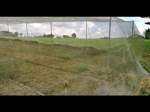 Ban Foo 6 Acres Agricultural Land Suitable for Vegetable