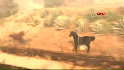 Ailesi yangının içinde kalan at, dumanların arasına daldı