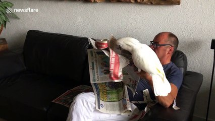 "No reading newspaper, Dad!" Jealous cockatoo shreds human father's reading material
