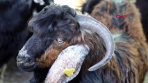 Muğla büyükşehir'den, 40 kadın üreticiye, 120 kıl keçisi desteği