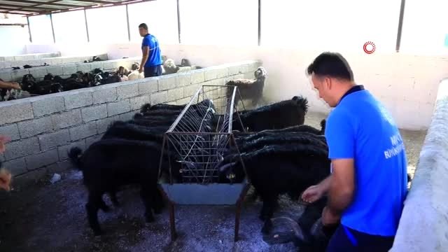 Muğla Büyükşehirden kadın üreticilere Kıl Keçisi desteği