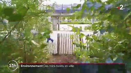 Pays-Bas : des mini-forêts implantées en ville