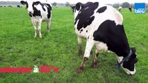 Glaces de la Ferme de la Gautraie à Sonzay - Laurent Kuipers