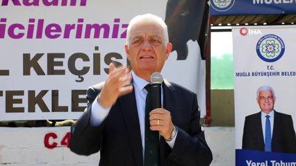 Muğla Büyükşehirden kadın üreticilere “Kıl Keçisi” desteği