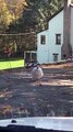 Goose Charges Groomer