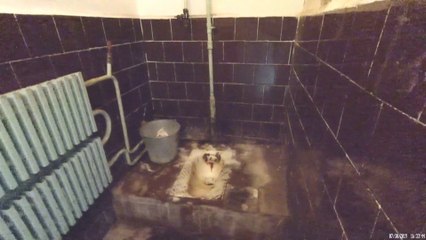 Is it for russian swines or humans?