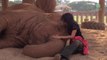Cet éléphant s'endort comme un bébé quand on lui chante une berceuse