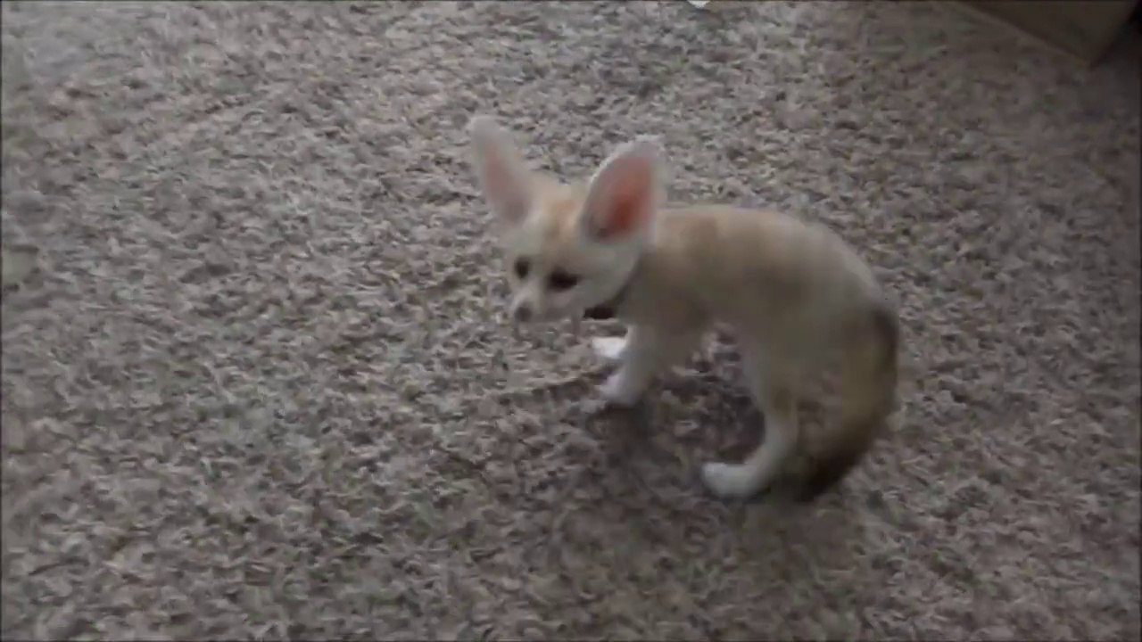 Ce bébé Fennec de compagnie est adorable... une vraie peluche