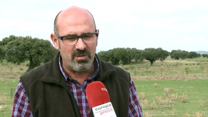 Liberan en Acehúche (Cáceres) un alimoche recuperado en Portugal