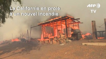 Incendies en Californie: évacuation d'animaux près de Los Angeles