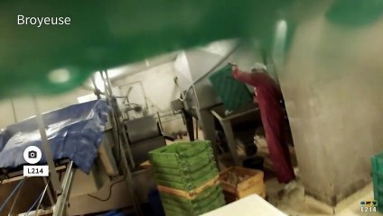 Broyage des poussins mâles : la fin de la pratique annoncée pour 2021