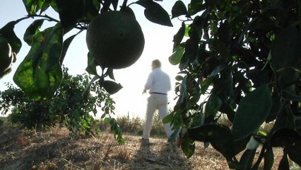 قلق مزارعين إسبان من برتقال منافس رخيص: منه عربي