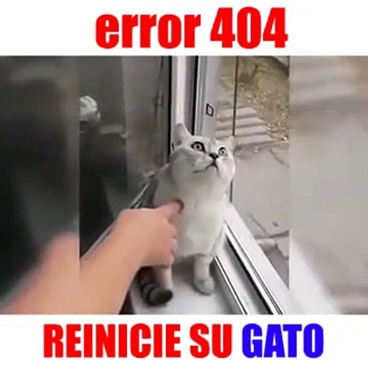GATO PARALIZADO