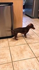 Ce chien joue de la percussion avec sa queue