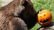 Los animales del zoológico de Guatemala celebran Halloween