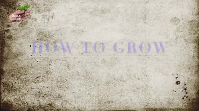 How to grow an Almond tree with easy process I Best method to Grow Almond Plant Step By Step