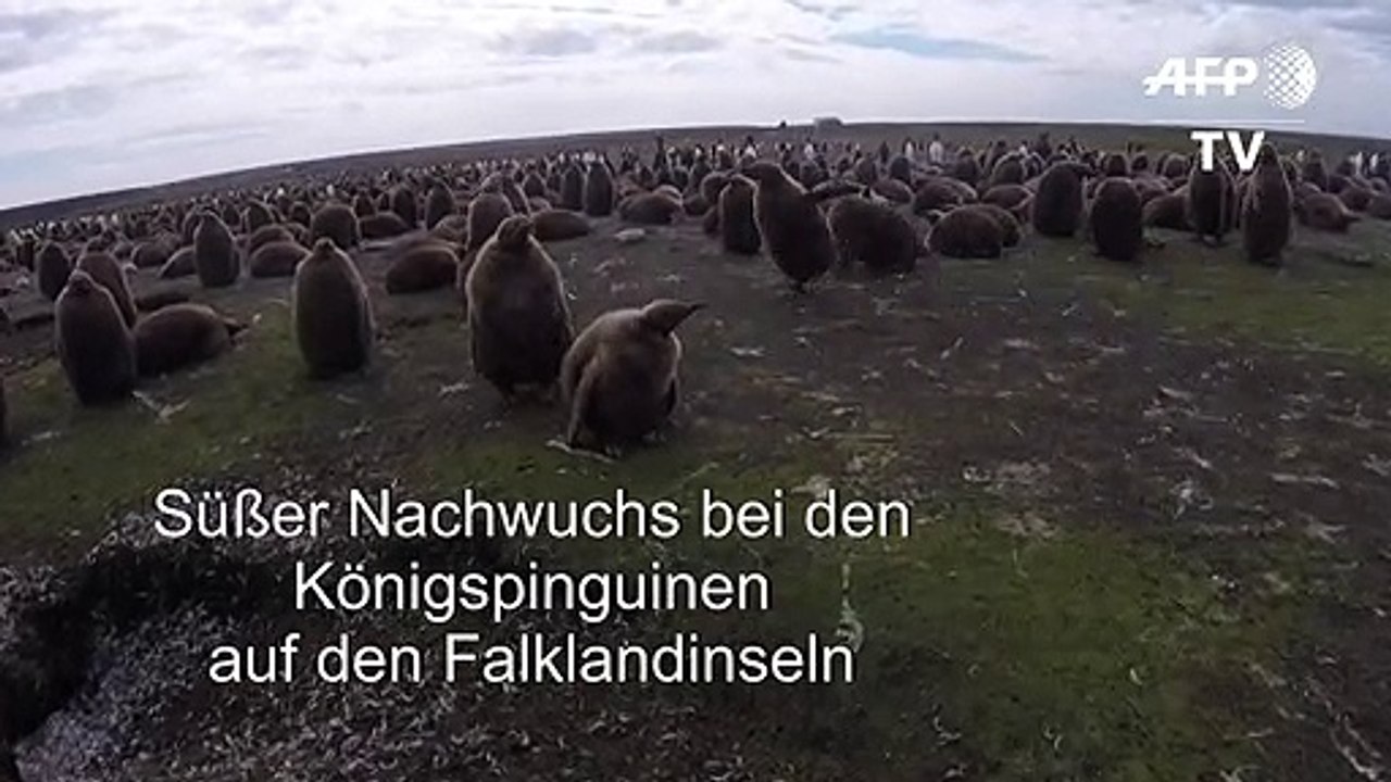 Putzige Pinguine auf den Falkland-Inseln