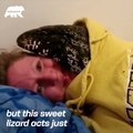 Meet this cute lizard that acts just like a dog!  - Naturee Wildlife