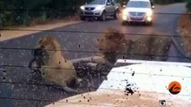 2 Male Lions Kill Kudu in the Middle of the Road - Latest Wildlife Sightings