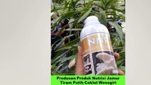 PILIHAN TERBAIK! TELP/SMS/WA : 0822-9964-5450 (Tsel), Agen Produk Nutrisi Natural Jamur Tiram Putih Coklat Wonogiri Sukoharjo Klaten,
