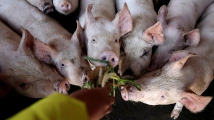 Swine fever could kill 25% of the world’s pigs, scientists say