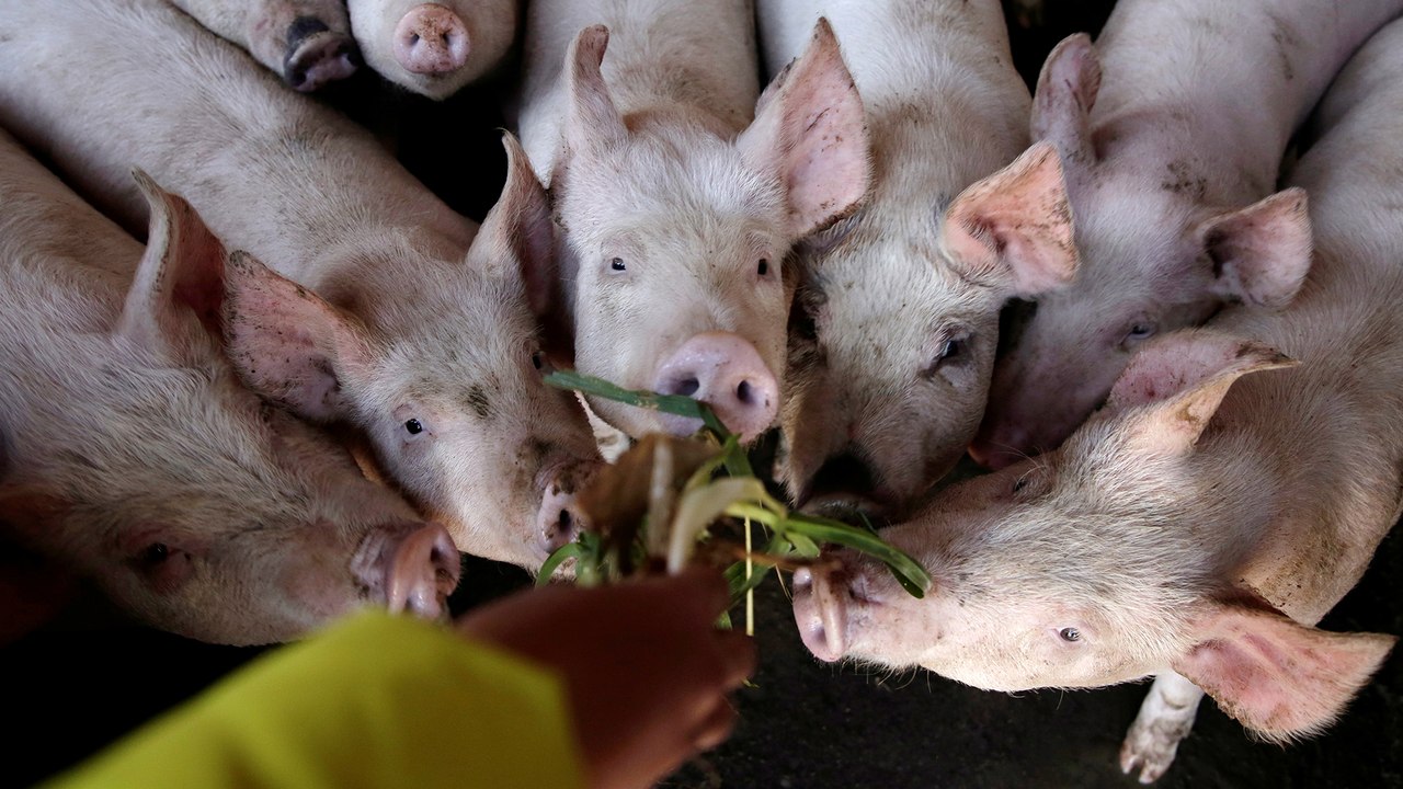 Swine fever could kill 25% of the world’s pigs, scientists say