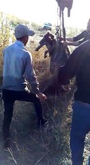 Su kuyusuna düşen düve, 3 saatlik operasyonla kurtarıldı