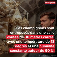Des champignons cultivés dans le centre-ville d'Avignon
