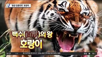 ‘황금 임플란트’ 호랑이