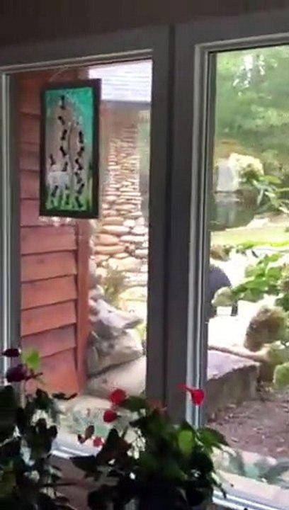 Ce chat fait peur à un ours ! A travers la porte vitrée bien sûr !