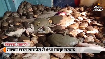 मालदा टाउन एक्सप्रेस से 650 कछुए बरामद