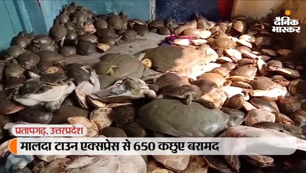 मालदा टाउन एक्सप्रेस से 650 कछुए बरामद