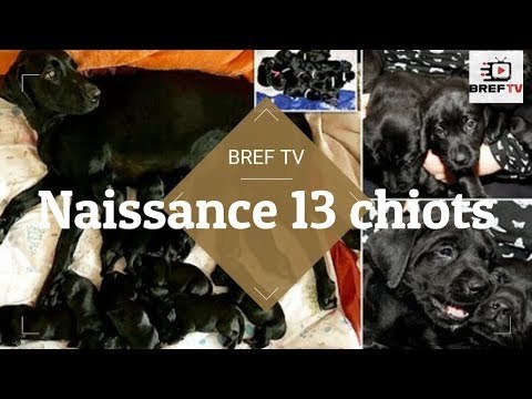 Un chien Labrador choque ses propriétaires en donnant naissance à 13 chiots absolument magnifiques