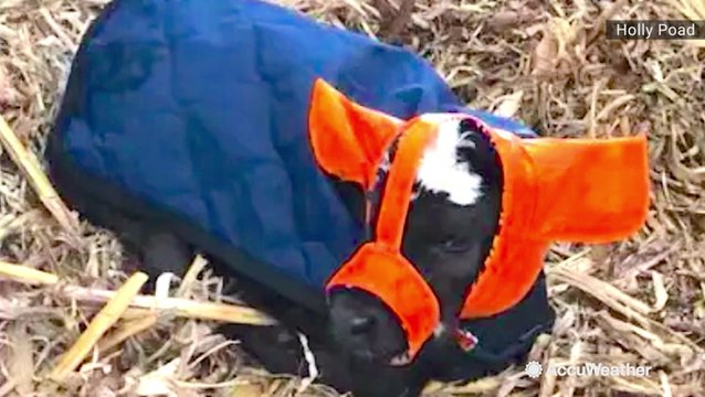 Earmuffs for cows? Farmer turns tragedy into adorable triumph
