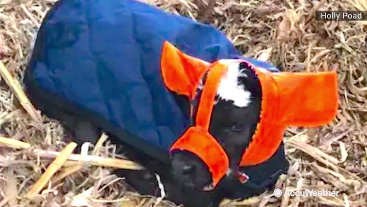 Earmuffs for cows? Farmer turns tragedy into adorable triumph
