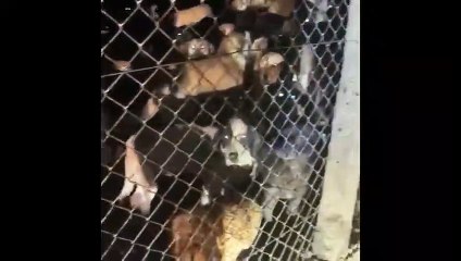 Ordu Ünye'de 3 gündür kötü şartlarda tutulan köpekler sosyal medyada tepki yarattı