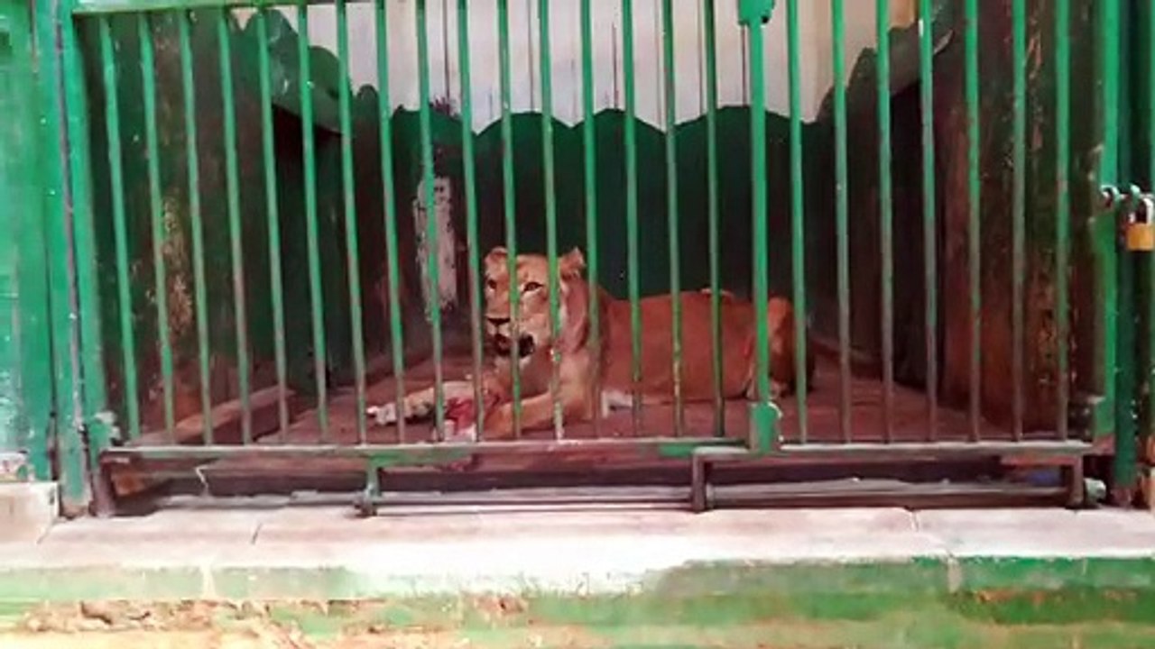 How Female Lions Treat Their Meat Daily