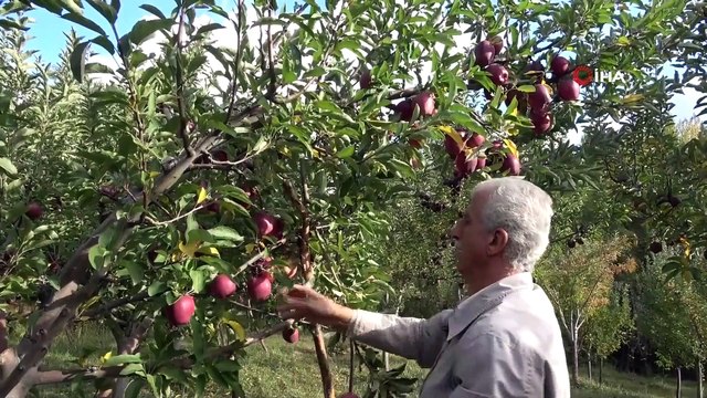 Hobi Olarak Başladığı Meyveciliği, Verim Artınca Ticarete Dönüştürdü
