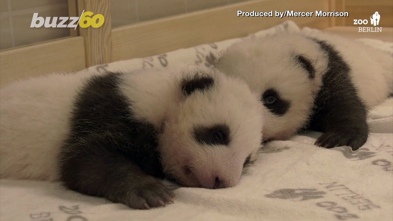 Too Cute! Watch as These Panda Twins Cuddle Up to Each Other for the First Time!