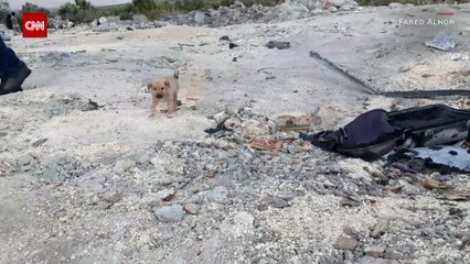 تعرف على "بوب" كلب البغدادي الذي كان شاهدا على تصفيته