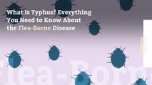 What Is Typhus? Everything You Need to Know About the Flea-Borne Disease