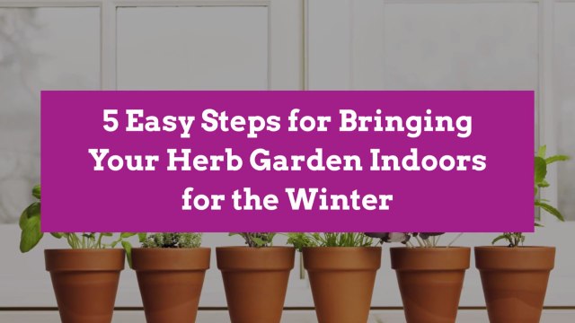 5 Easy Steps for Bringing Your Herb Garden Indoors for the Winter