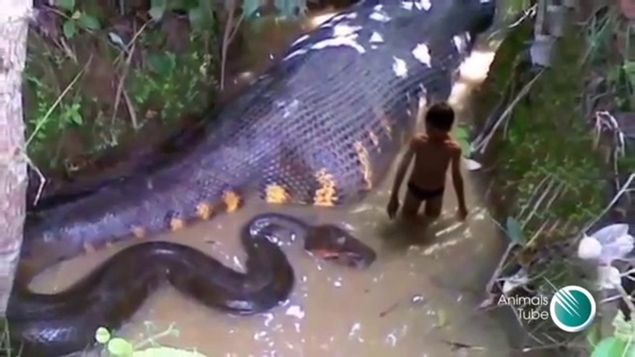 SEE BIGGEST  STOMACH OF PYTHON  ( 360 X 640 )