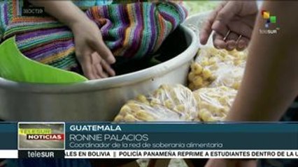 Guatemala: entra en vigor importación de semillas transgénicas