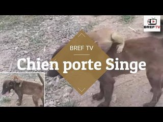 Un chien porte un bébé singe abandonné sur le dos jusqu'au poste de police