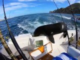 Un lion de mer grimpe dans un bateau pour demander à manger