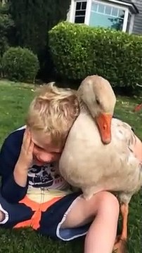 Magnifique amitié entre un enfant et son oie