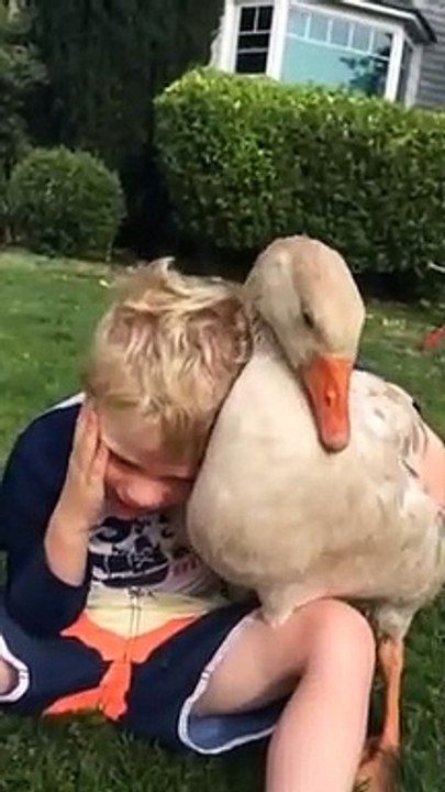 Magnifique amitié entre un enfant et son oie